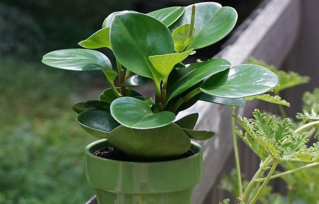 Décoration de bureau avec une plante artificielle